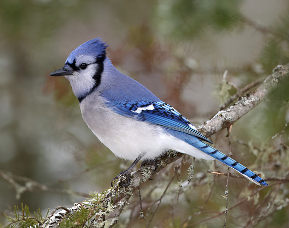 Blue Jay Cyanocitta cristata