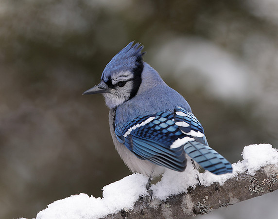 Blue Jay Cyanocitta cristata