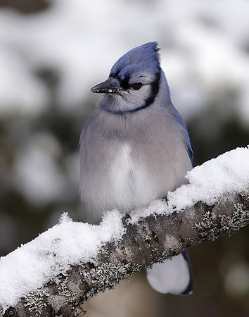 Blue Jay Cyanocitta cristata