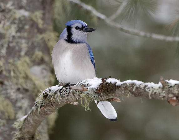 Blue Jay Cyanocitta cristata