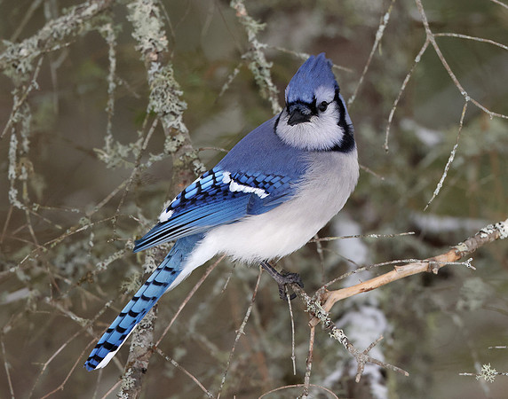 Blue Jay Cyanocitta cristata