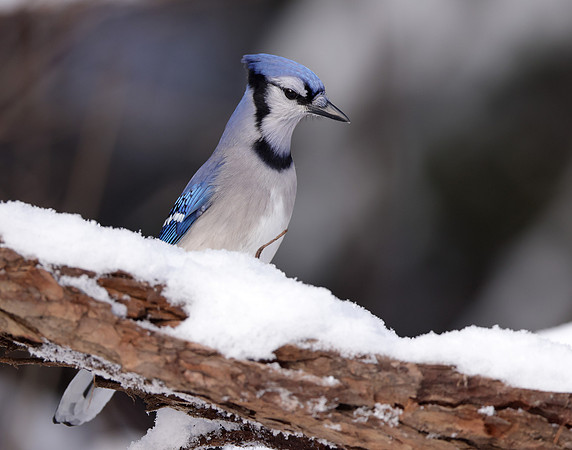 Blue Jay Cyanocitta cristata