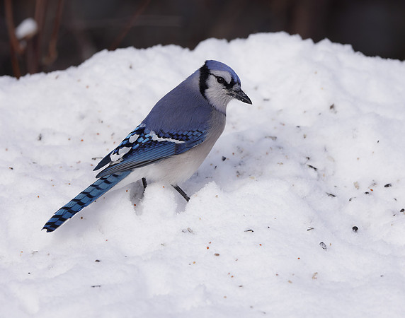 Blue Jay Cyanocitta cristata