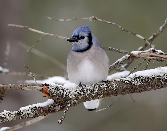 Blue Jay Cyanocitta cristata