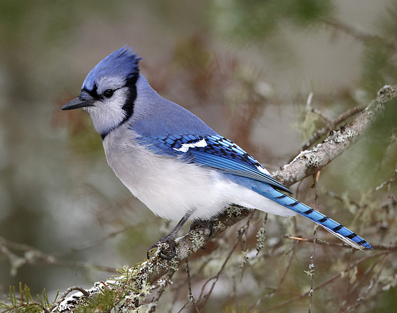 Blue Jay Cyanocitta cristata