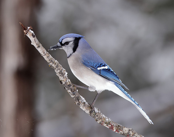 Blue Jay Cyanocitta cristata