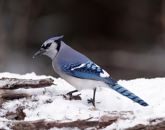 Blue Jay Cyanocitta cristata