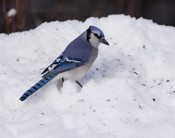 Blue Jay Cyanocitta cristata