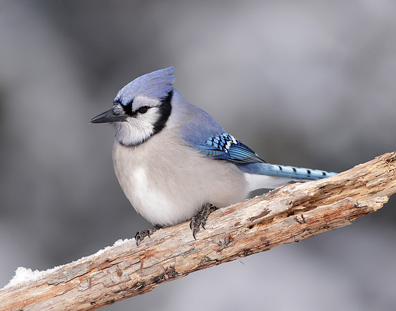 Blue Jay Cyanocitta cristata