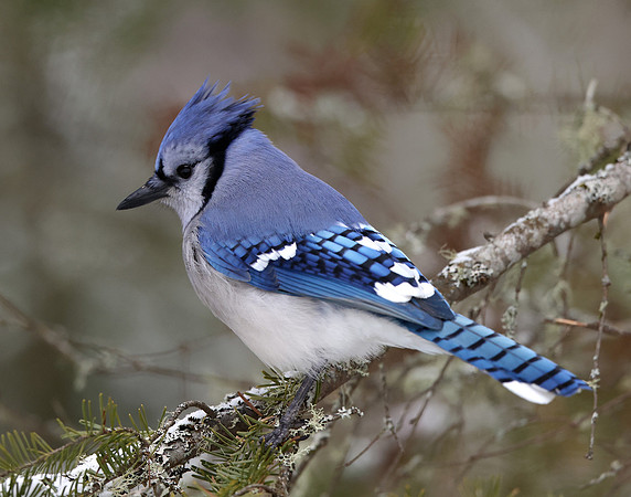 Blue Jay Cyanocitta cristata