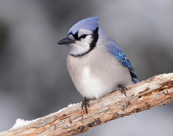 Blue Jay Cyanocitta cristata