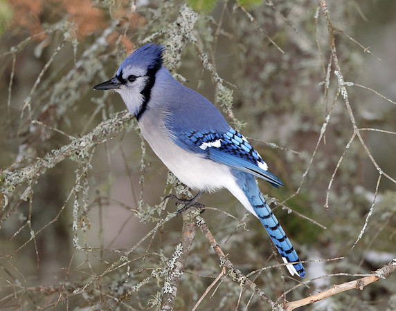 Blue Jay Cyanocitta cristata