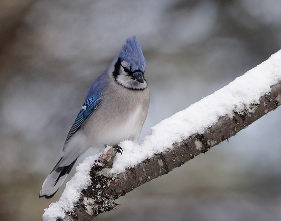 Blue Jay Cyanocitta cristata