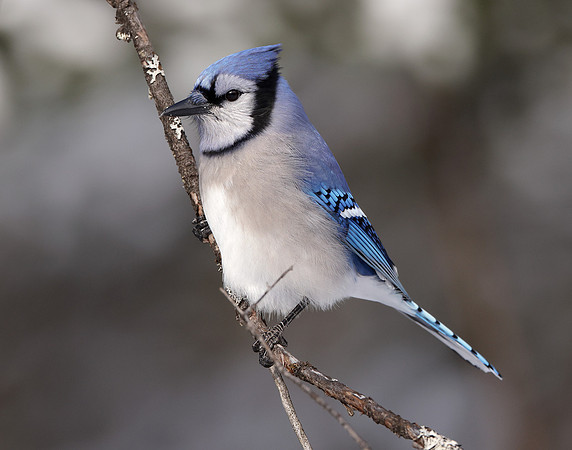 Blue Jay Cyanocitta cristata