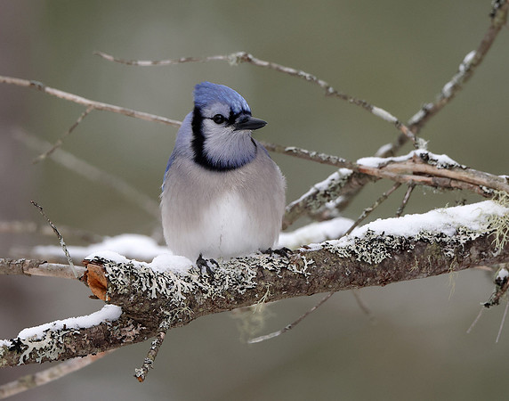 Blue Jay Cyanocitta cristata