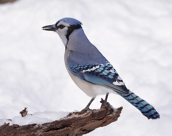 Blue Jay Cyanocitta cristata