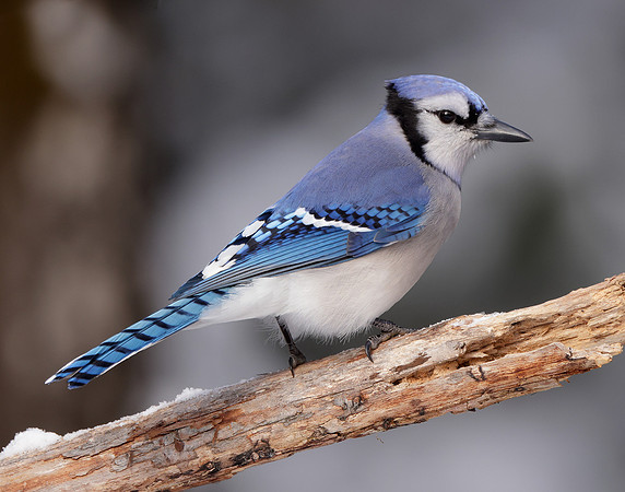 Blue Jay Cyanocitta cristata