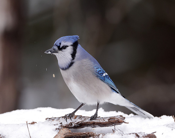 Blue Jay Cyanocitta cristata