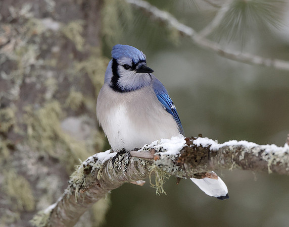Blue Jay Cyanocitta cristata
