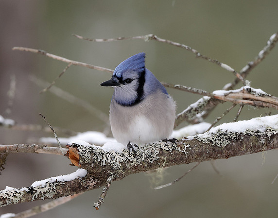Blue Jay Cyanocitta cristata
