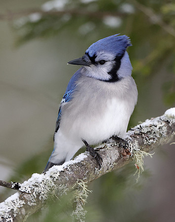 Blue Jay Cyanocitta cristata