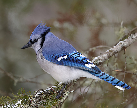Blue Jay Cyanocitta cristata