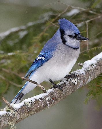 Blue Jay Cyanocitta cristata