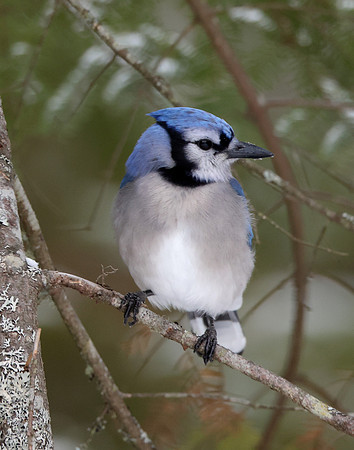 Blue Jay Cyanocitta cristata