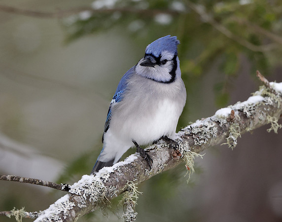 Blue Jay Cyanocitta cristata