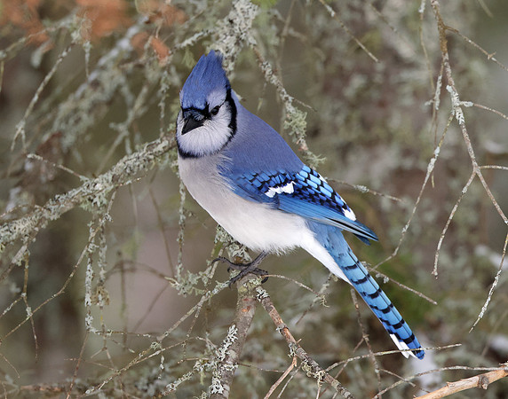Blue Jay Cyanocitta cristata