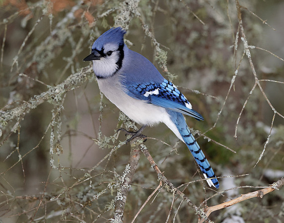 Blue Jay Cyanocitta cristata