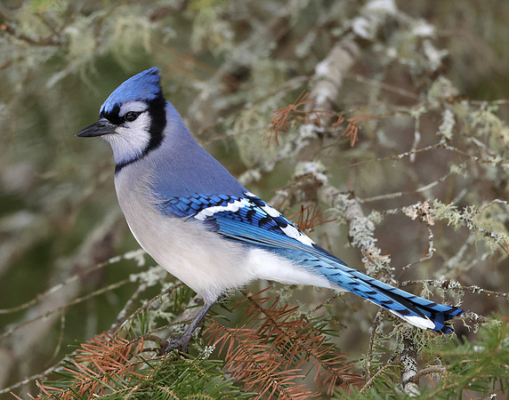 Blue Jay Cyanocitta cristata