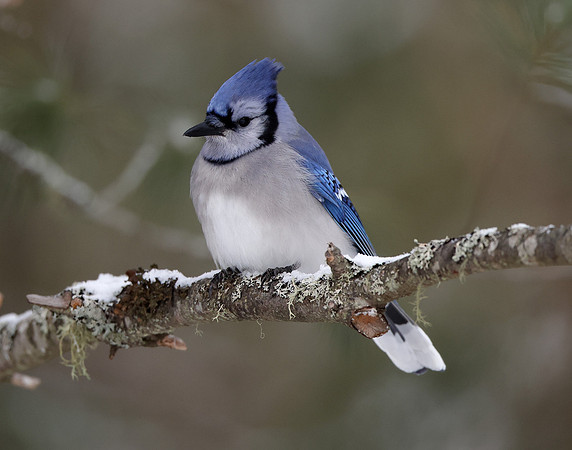Blue Jay Cyanocitta cristata