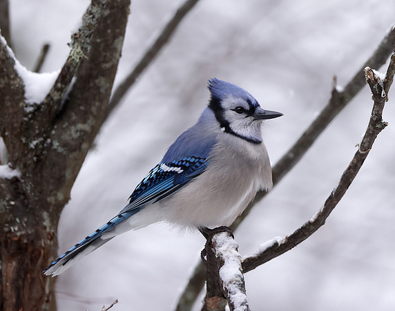Blue Jay Cyanocitta cristata