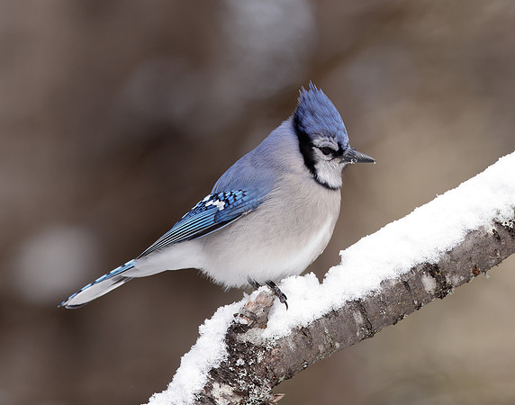 Blue Jay Cyanocitta cristata