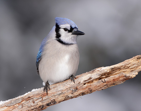 Blue Jay Cyanocitta cristata