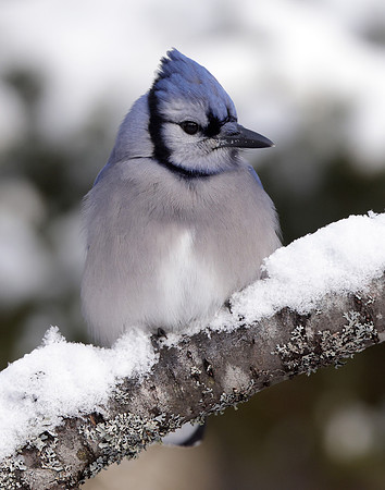 Blue Jay Cyanocitta cristata