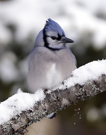 Blue Jay Cyanocitta cristata