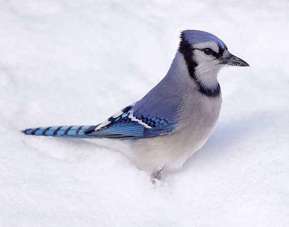 Blue Jay Cyanocitta cristata