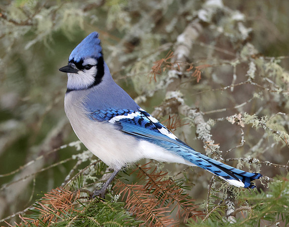 Blue Jay Cyanocitta cristata