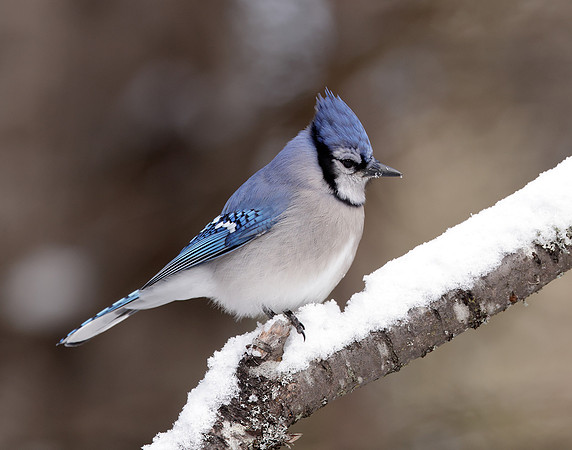 Blue Jay Cyanocitta cristata