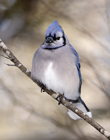 Blue Jay Cyanocitta cristata