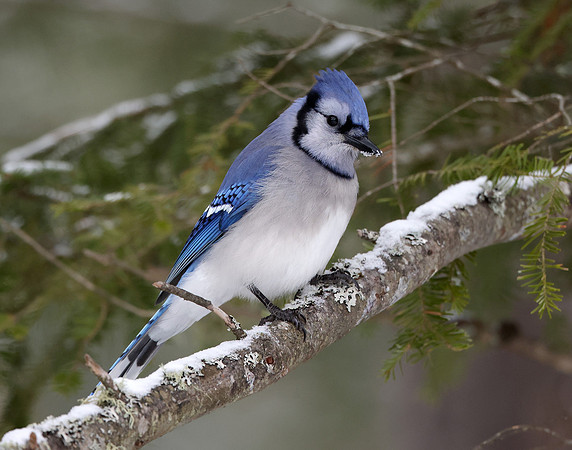 Blue Jay Cyanocitta cristata