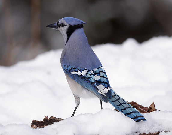 Blue Jay Cyanocitta cristata