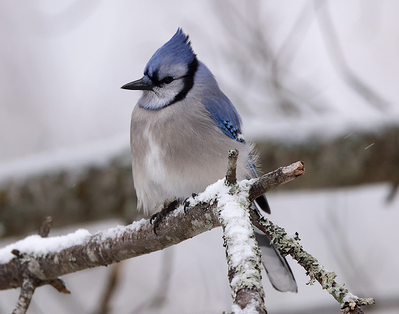 Blue Jay Cyanocitta cristata