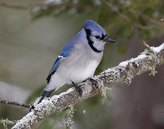 Blue Jay Cyanocitta cristata