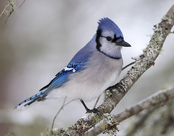 Blue Jay Cyanocitta cristata
