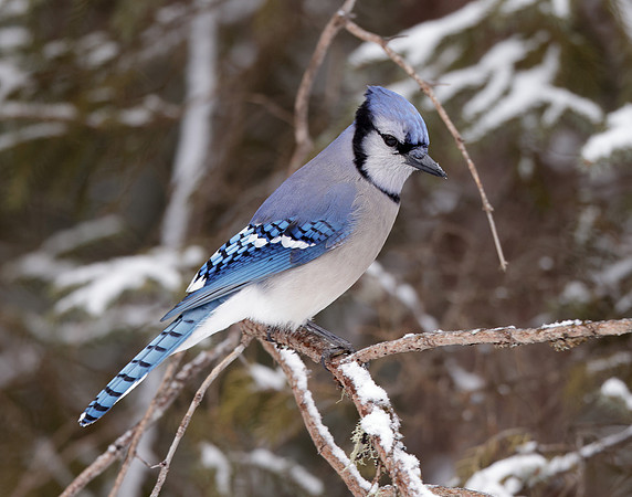 Blue Jay Cyanocitta cristata
