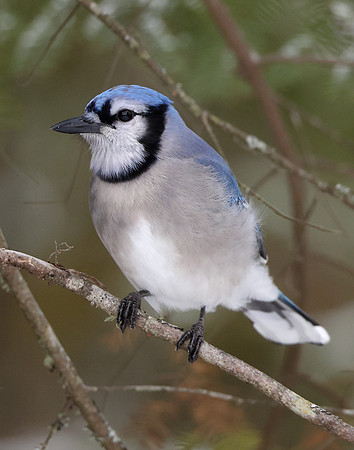 Blue Jay Cyanocitta cristata