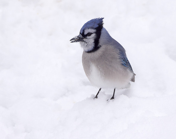 Blue Jay Cyanocitta cristata